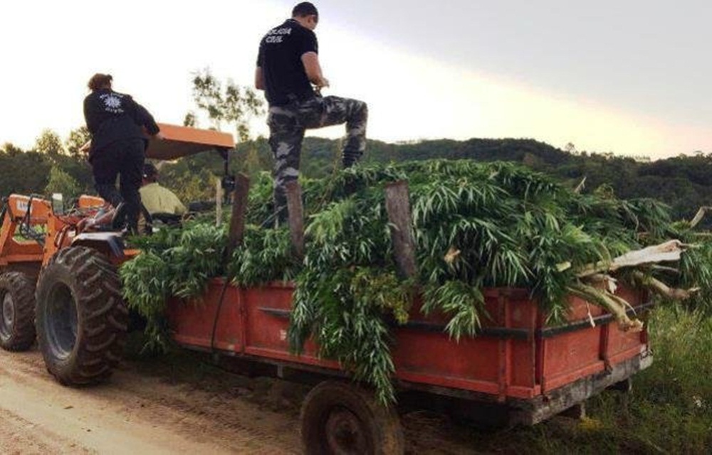 Ir para  <p>Policiais da Delegacia de Furto, Roubos, Entorpecentes e Capturas (DEFREC) de Pelotas e da Delegacia de Pol&iacute;cia de Cangu&ccedil;u localizaram, na manh&atilde; desta quarta-feira,&nbsp;cerca de um hectare de...